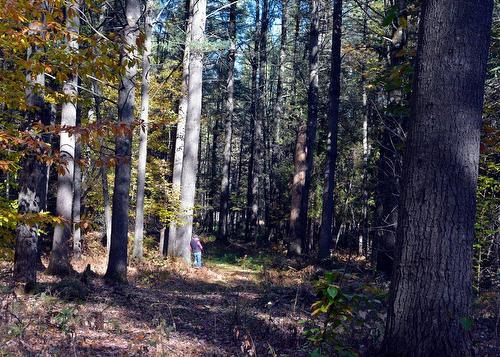Wooded area - 1099 Ch. De L'Achigan E., Sainte-Sophie, QC 