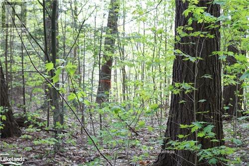 secluded and treed - 0 118 Highway E, Bracebridge (Draper), ON 