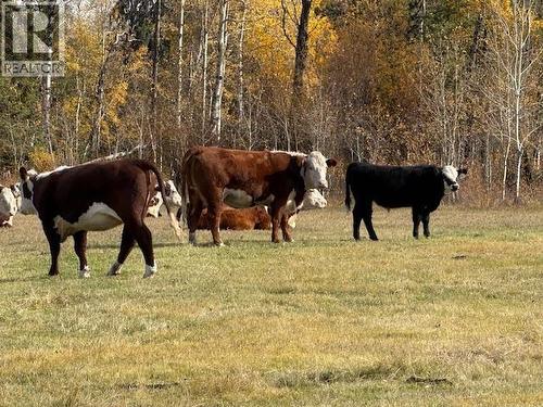 4877 Hellfire Road, Williams Lake, BC 