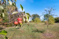 extensive tree planting - 