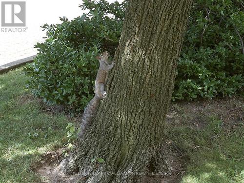 Nature At It's Finest! - 308 - 250 Scarlett Road, Toronto, ON - Outdoor