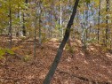 Terre/Terrain - 1 Ch. Des Lièvres, Montebello, QC 