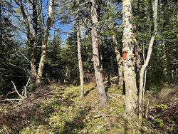 24-1 Forest Drive Extension  Pictou, NS B0K 1H0