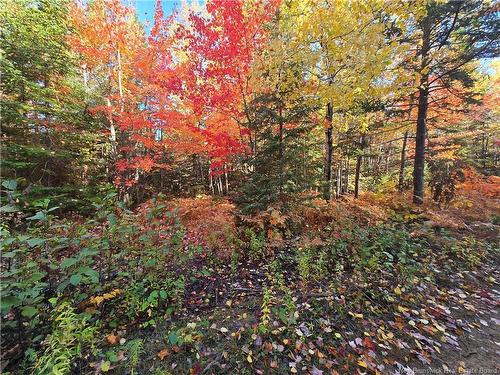 21.7 Acre Route 113, Inkerman, NB 