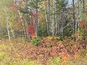 21.7 Acre Route 113, Inkerman, NB 