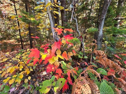 3.6 Acres Route 113, Inkerman, NB 