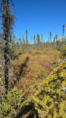 Terre/Terrain - Ch. Des Mélèzes, L'Ascension, QC 