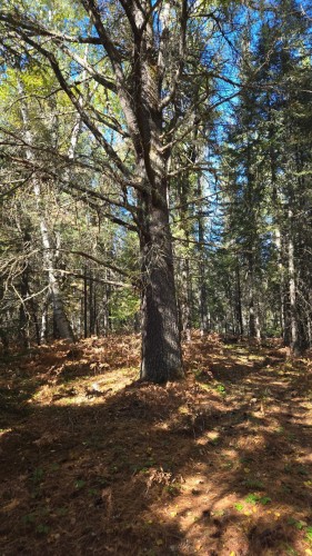 Terre/Terrain - Ch. Des Mélèzes, L'Ascension, QC 