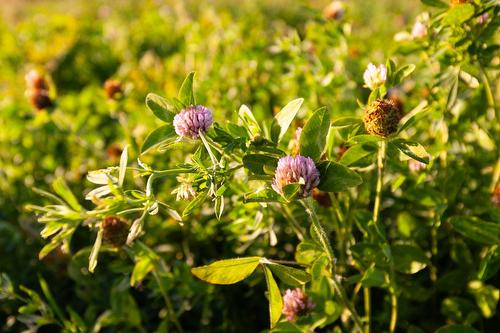 Other - 45 Rg Des Vingt, Saint-Basile-Le-Grand, QC 