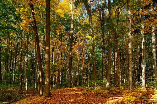 Maple grove - 45 Rg Des Vingt, Saint-Basile-Le-Grand, QC 