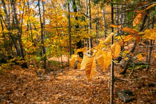 Vue d'ensemble - 3E Avenue St-Vincent, Sainte-Béatrix, QC 