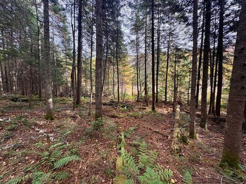 Land/Lot - Ch. De La Sauvagine, Mont-Blanc, QC 