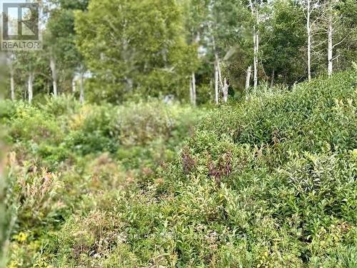 Mostly cleared - scrub brush - North Triangle - 0 Highway 11 North Highway, Englehart (Central Timiskaming), ON 