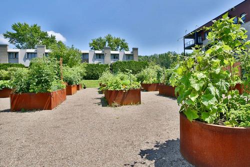 Jardin - 101-2100 Rue Benoit, Saint-Bruno-De-Montarville, QC - Outdoor