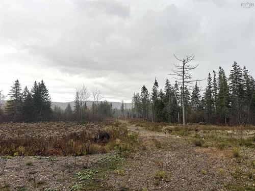 Barren Road, River Denys, NS 