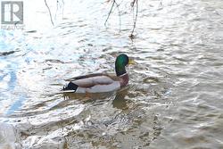 A Sanctuary For Wildlife - 