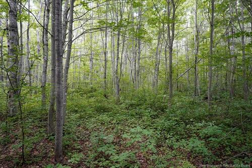 5716 Rte 495, Saint-Fabien, NB 