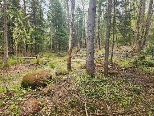 Terre/Terrain - Rue Allen, Morin-Heights, QC 