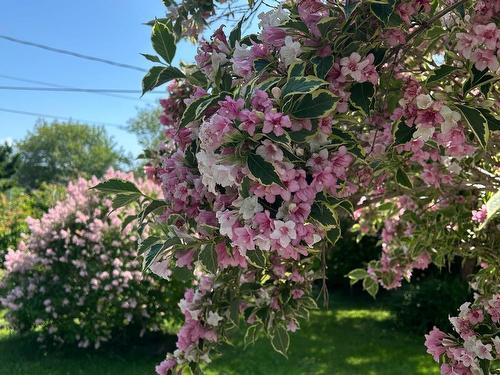 55 Lighthouse Road, Digby, NS 