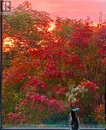 Living Room & Bedroom View - 