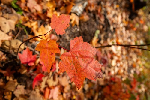 Terre/Terrain - Ch. Martin-Prévost, Sainte-Béatrix, QC - 