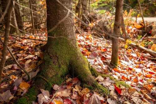 Terre/Terrain - Ch. Martin-Prévost, Sainte-Béatrix, QC - 