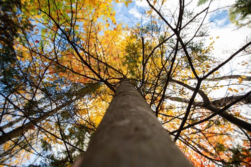 Terre/Terrain - Ch. Martin-Prévost, Sainte-Béatrix, QC -  With View