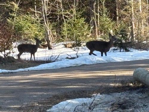 Other - Ch. Des Tamias, Saint-Didace, QC 