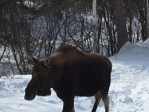 Other - Ch. Des Tamias, Saint-Didace, QC 