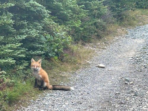 Other - Ch. Des Tamias, Saint-Didace, QC 