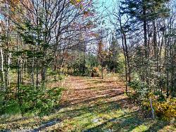 Wooded area - 