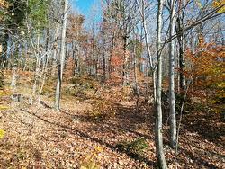 Wooded area - 
