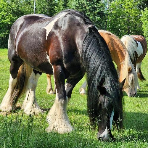 Nearby - Route 321 N., Saint-André-Avellin, QC 