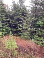 94-96 Highway East  Victoria, NL A0A 4G0