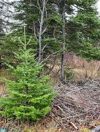 104-108 Highway East  Victoria, NL A0A 4G0