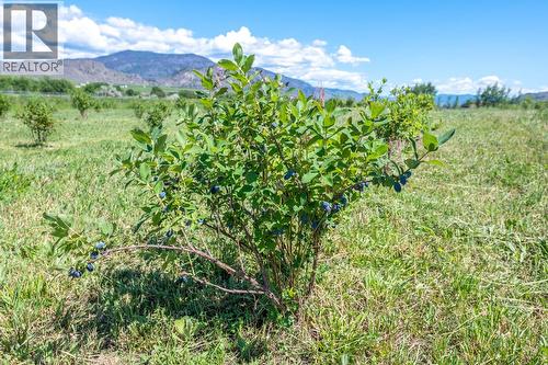 294 Road 18 Road, Oliver, BC - Outdoor With View