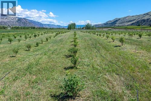 294 Road 18 Road, Oliver, BC - Outdoor With View