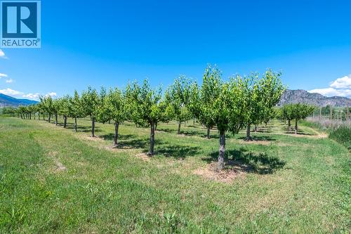 294 Road 18 Road, Oliver, BC - Outdoor With View