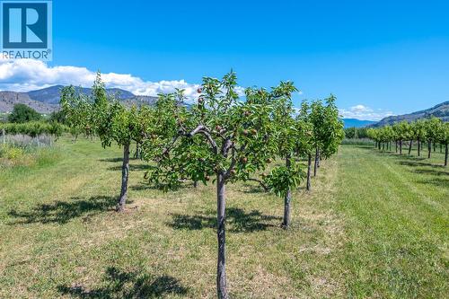 294 Road 18 Road, Oliver, BC - Outdoor With View