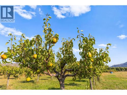 294 Road 18 Road, Oliver, BC - Outdoor With View