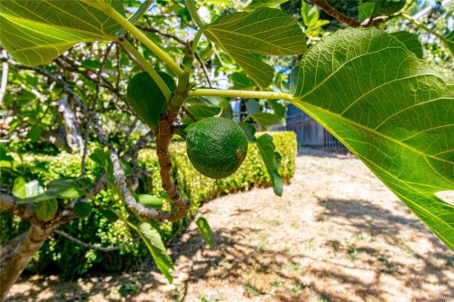 1151 Cherry Rd, Saanich, BC 