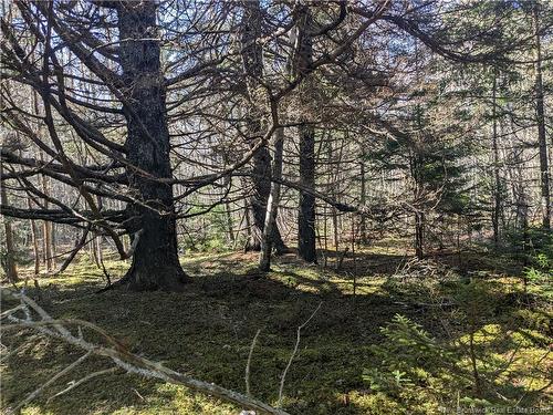 Lot Circle Dr, Welshpool, NB 