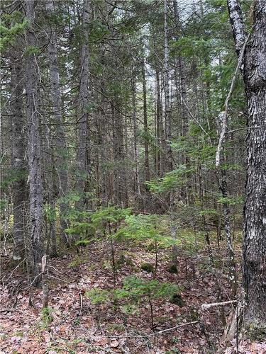 Land Route 515, Saint-Paul, NB 