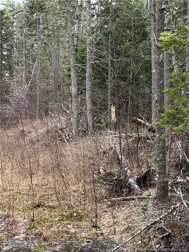 Land Route 515, Saint-Paul, NB 