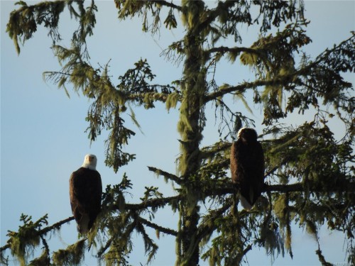 1049 Sixth Ave, Ucluelet, BC 