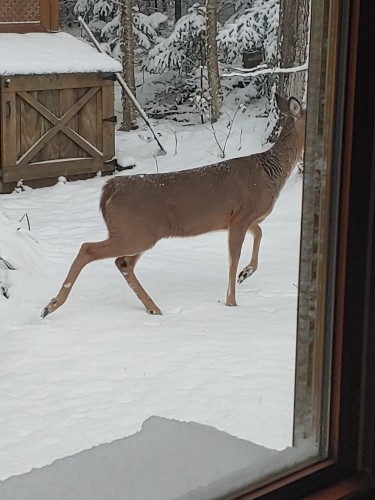 Autre - 236 Mtée Du Val-De-Loire, Saint-Adolphe-D'Howard, QC - 