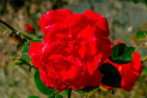 841/839 Princess Ave, Victoria, BC - Outdoor