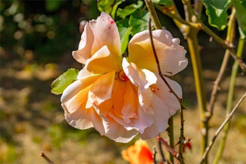 841/839 Princess Ave, Victoria, BC - 