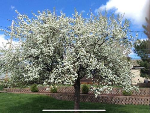 Autre - 1455 Rue Vézina, Rouyn-Noranda, QC - Outdoor