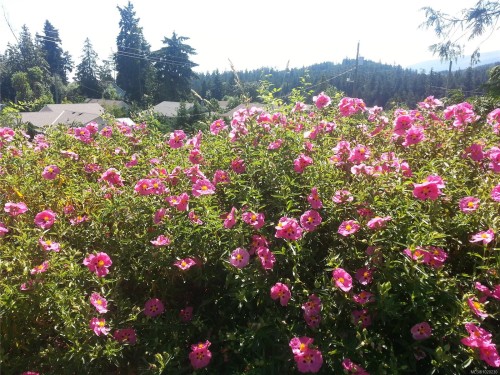 1731 Dar'S Pl, Qualicum Beach, BC 